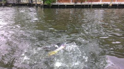 Fish feeding on Chao Phraya river - Fishes getting excited
