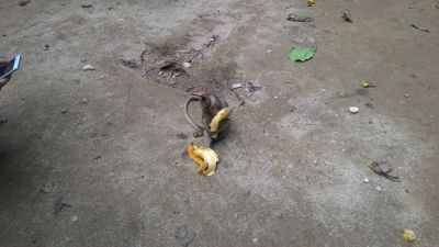 Monkey cave - 바나나가있는 아기 원숭이
