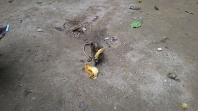 Monkey cave - Baby monkey with a banana
