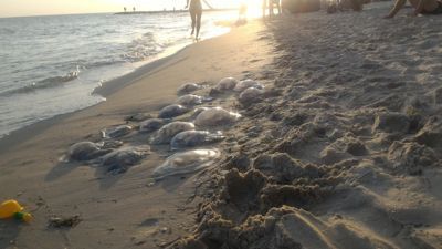 jellyfish in the iron port - Dead jellyfish on the shore