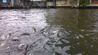 Fish feeding on Chao Phraya river - Fishes getting excited
