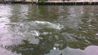 Fish feeding on Chao Phraya river - Fishes fighting for bread
