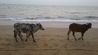 Anjuna beach - 해변에있는 소들