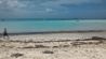 Palm beach Aruba - Beach, algae and clear water