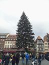 Strasbourg Christmas market - Main Christmas tree